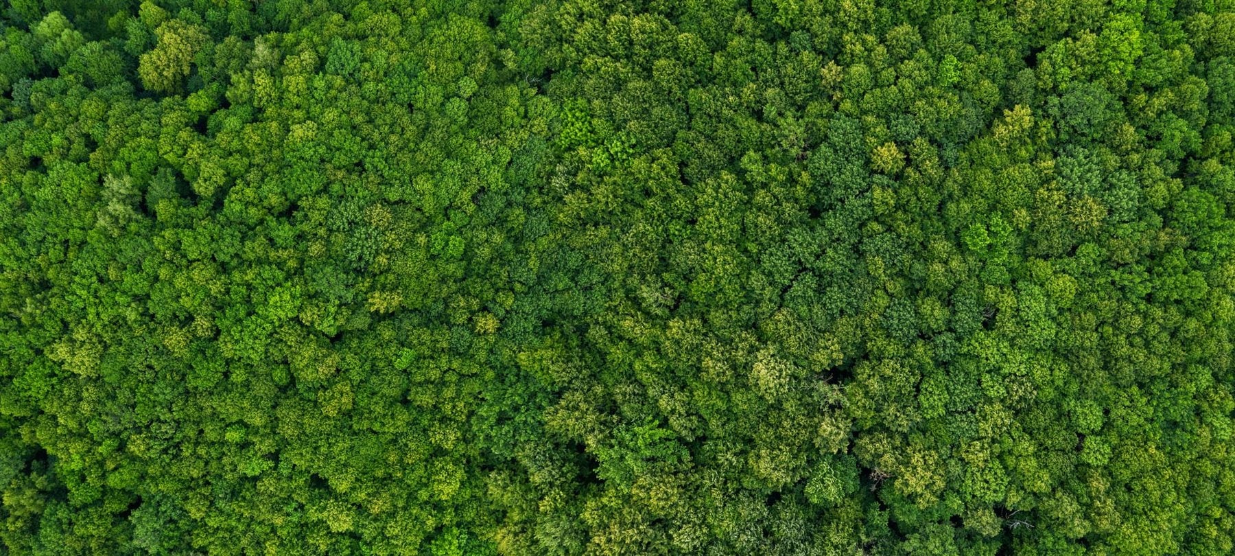 Forêt verte vue d'en haut.