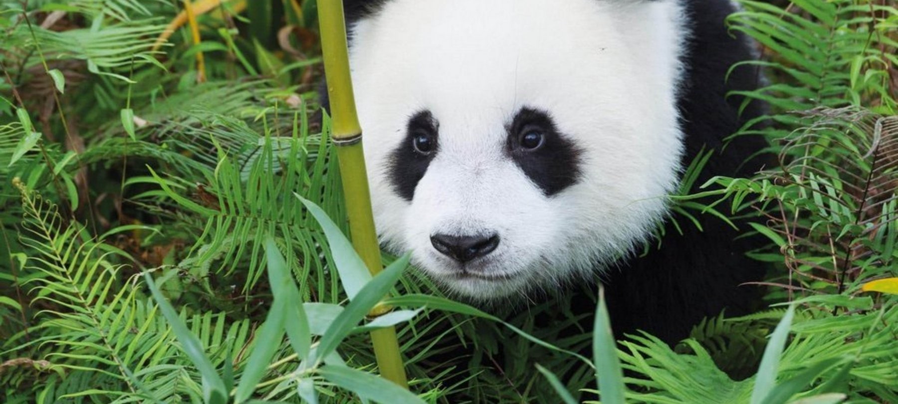 Pandabär im Grünen. 