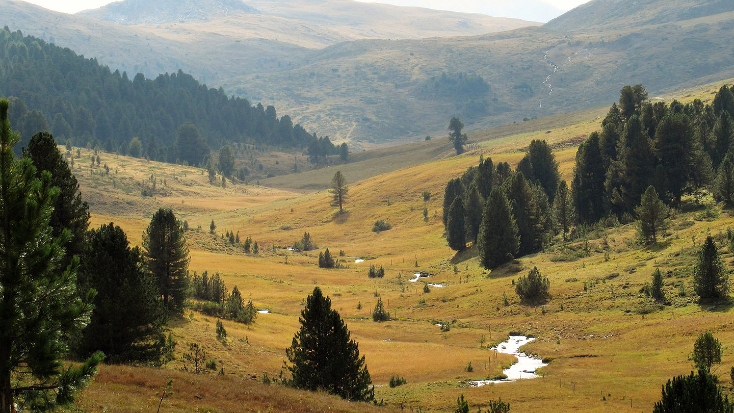 Moorlandschaft mit Bäumen und einem Bach
