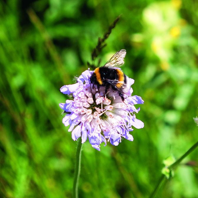 Nahaufnahme einer Biene, die auf Blume Nahrung sucht. 