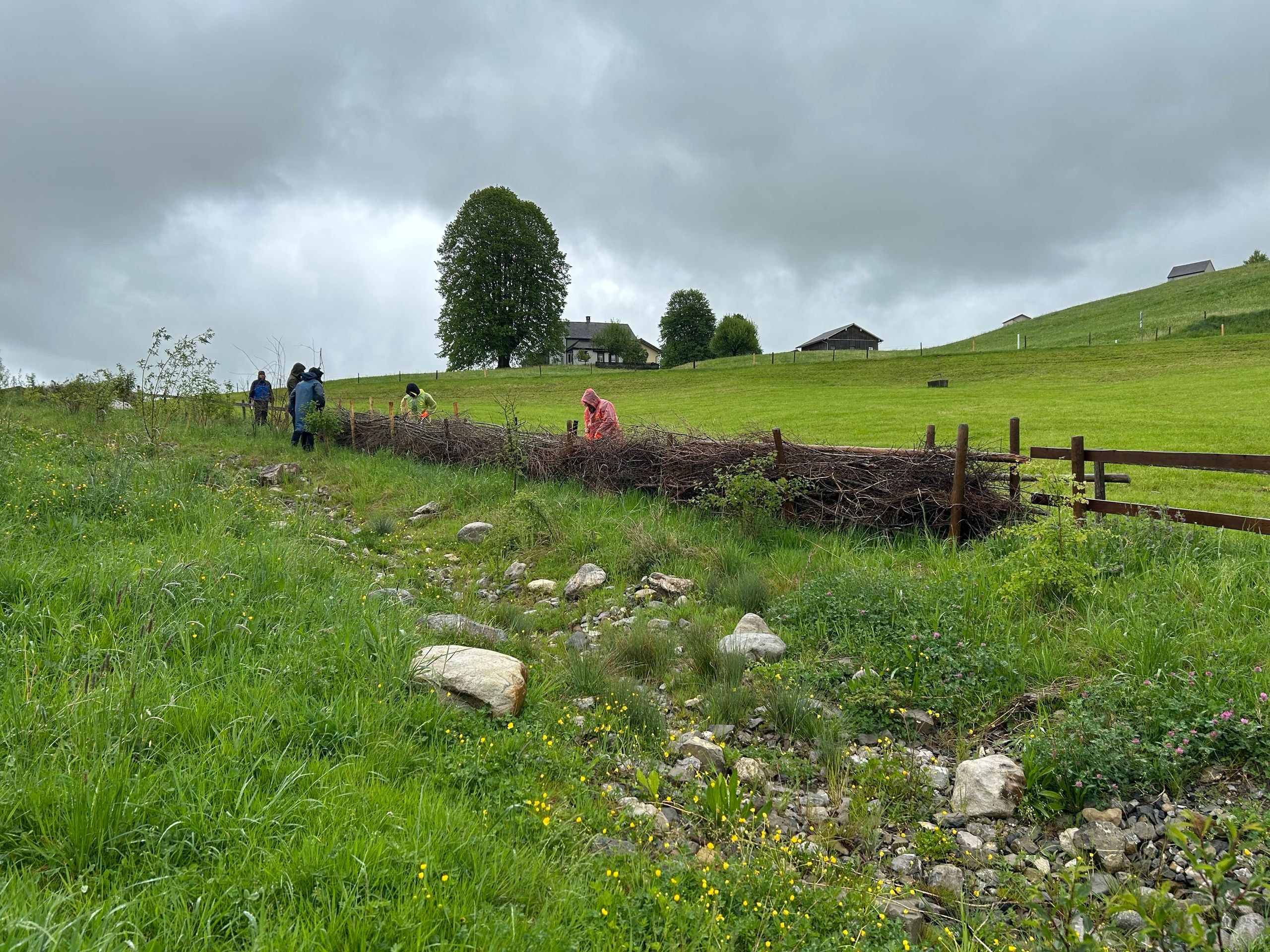 Des bénévoles construisent une haie de benjoin à partir de bois mort dans une prairie verte en Suisse.