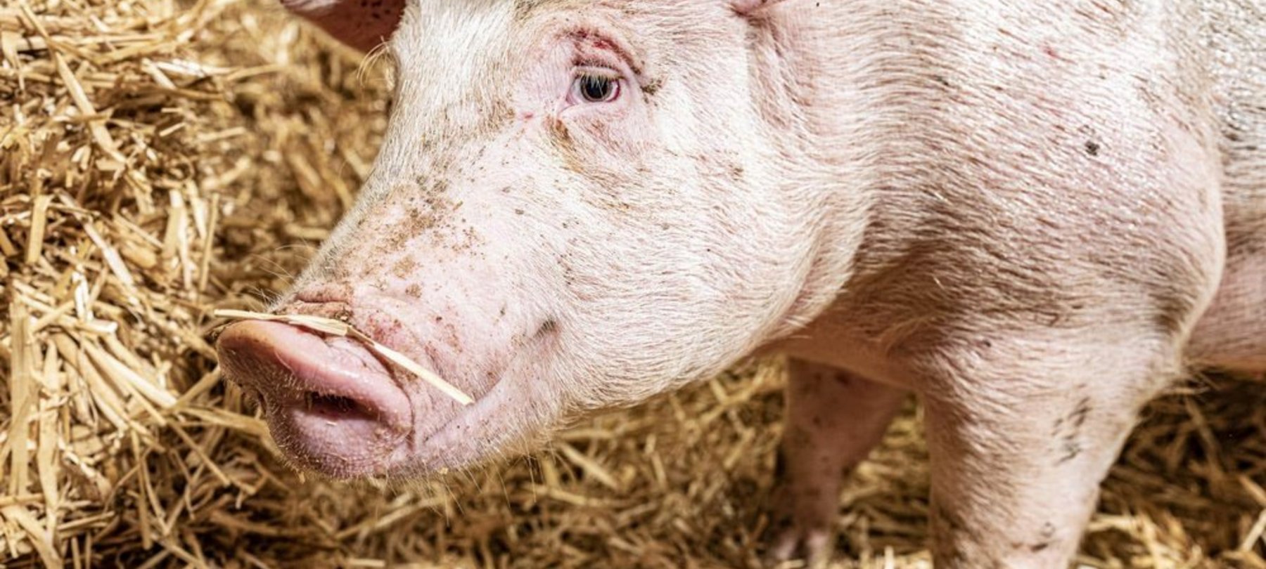 Nahaufnahme eines Schweins in artgerechter Stallhaltung.