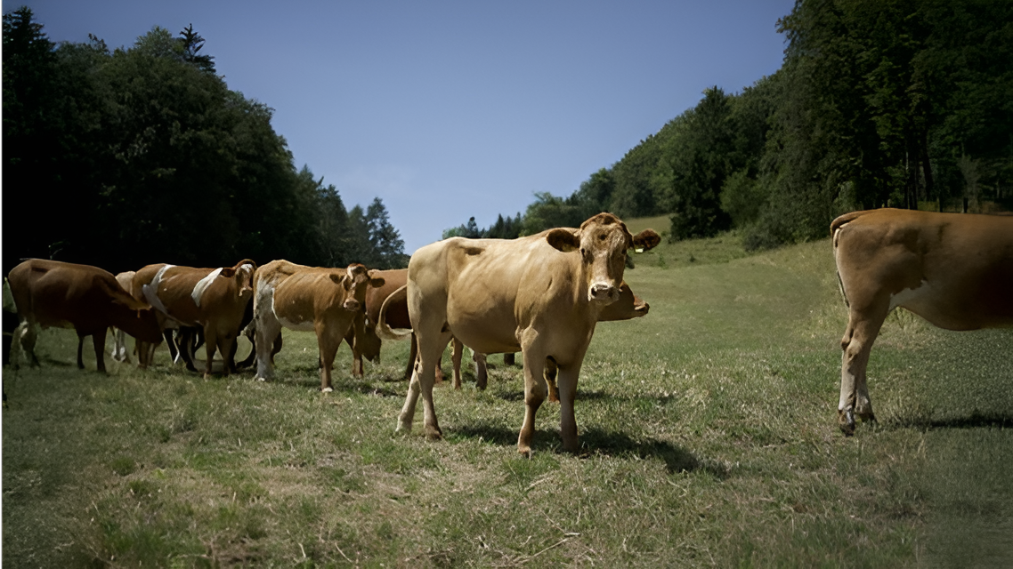 Mucche in un campo sulle colline svizzere.