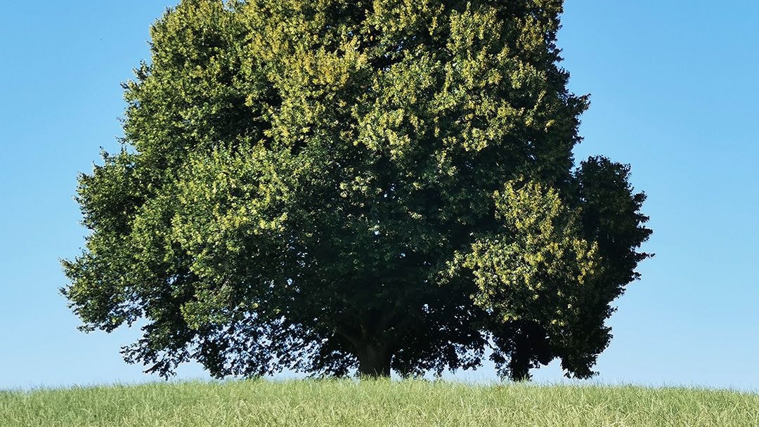 Dans une prairie verdoyante se dresse un très grand arbre au feuillage vert et au tronc robuste