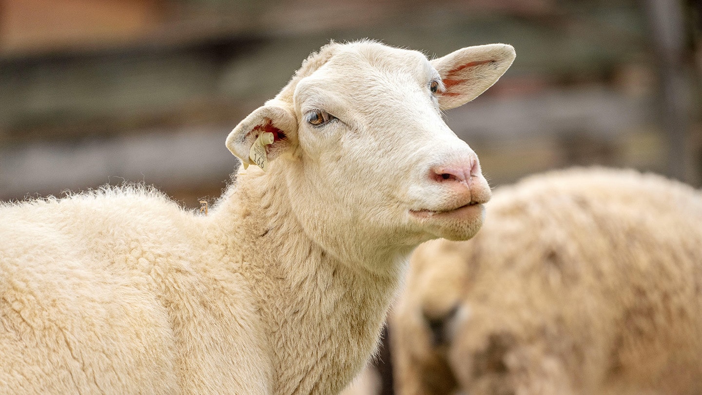 Portrait von einem Schaf draussen