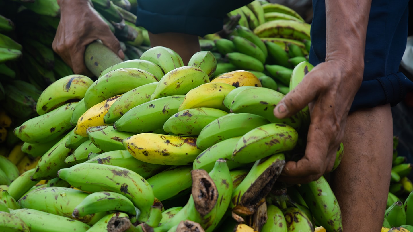 Hände halten Bananenstrauch - faire Landwirtschaft und Herkunft.