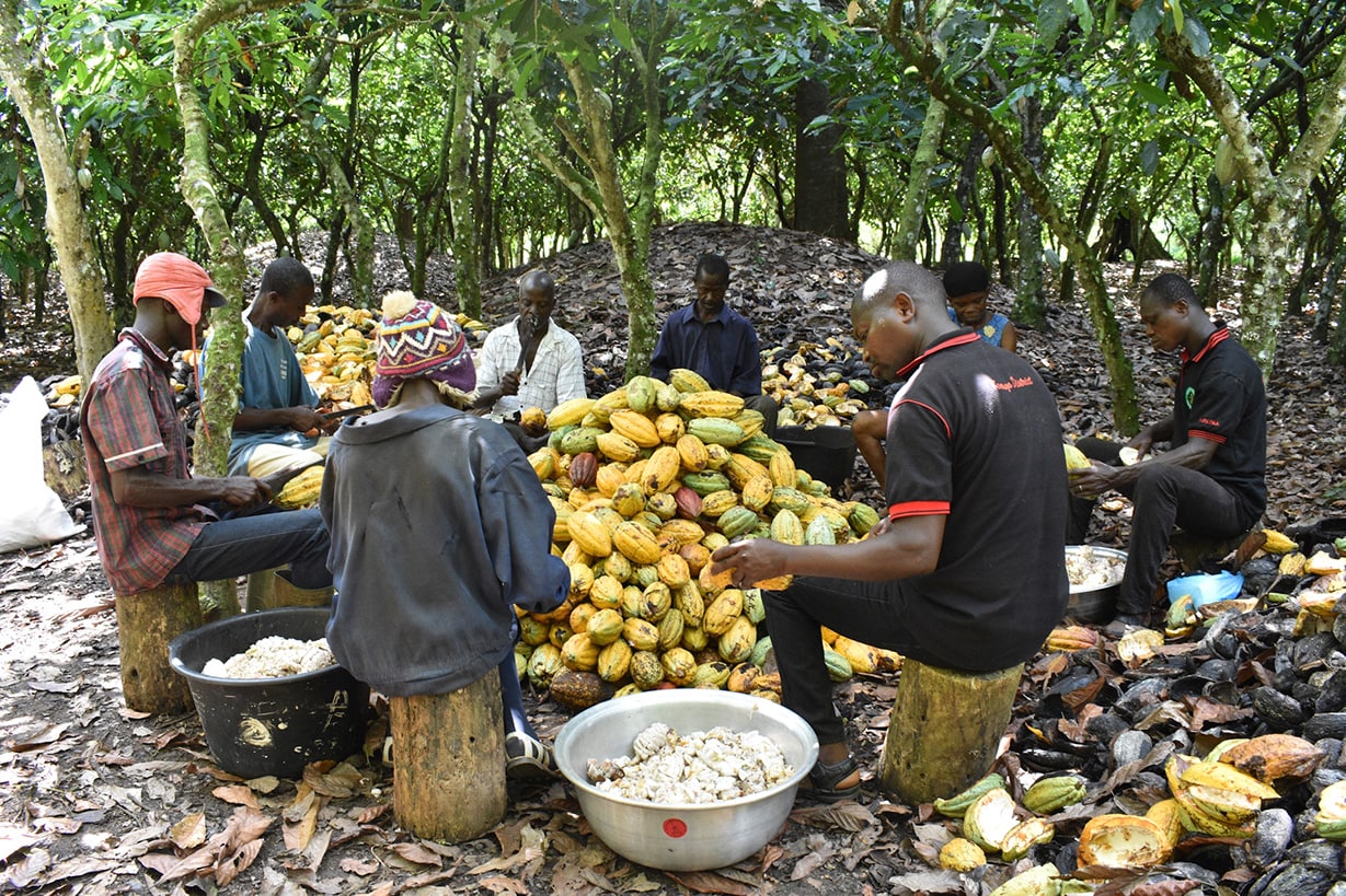 Nachbaren helfen sich gegenseitig beim schneiden und ernten, Aufnahme aus Afrika.