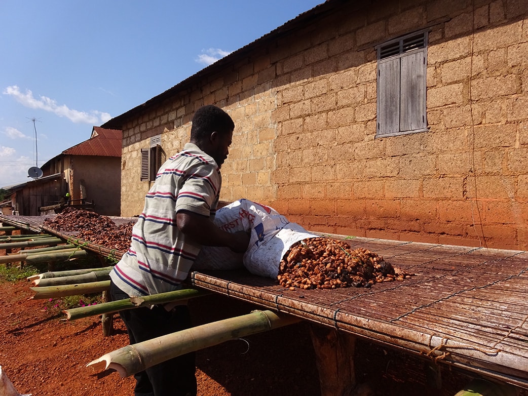 Ama Anto fait sécher des haricots au soleil africain.