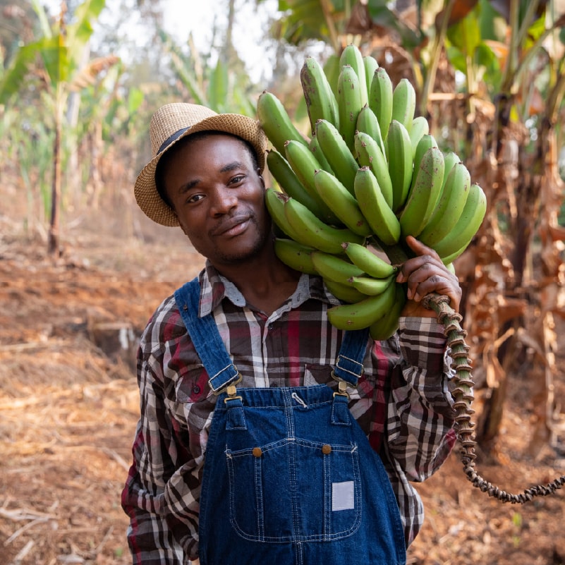 Fairtrade-Bananenproduzent bei der Ernte – für faire Arbeitsbedingungen und würdevolle Perspektiven im Bananenanbau.