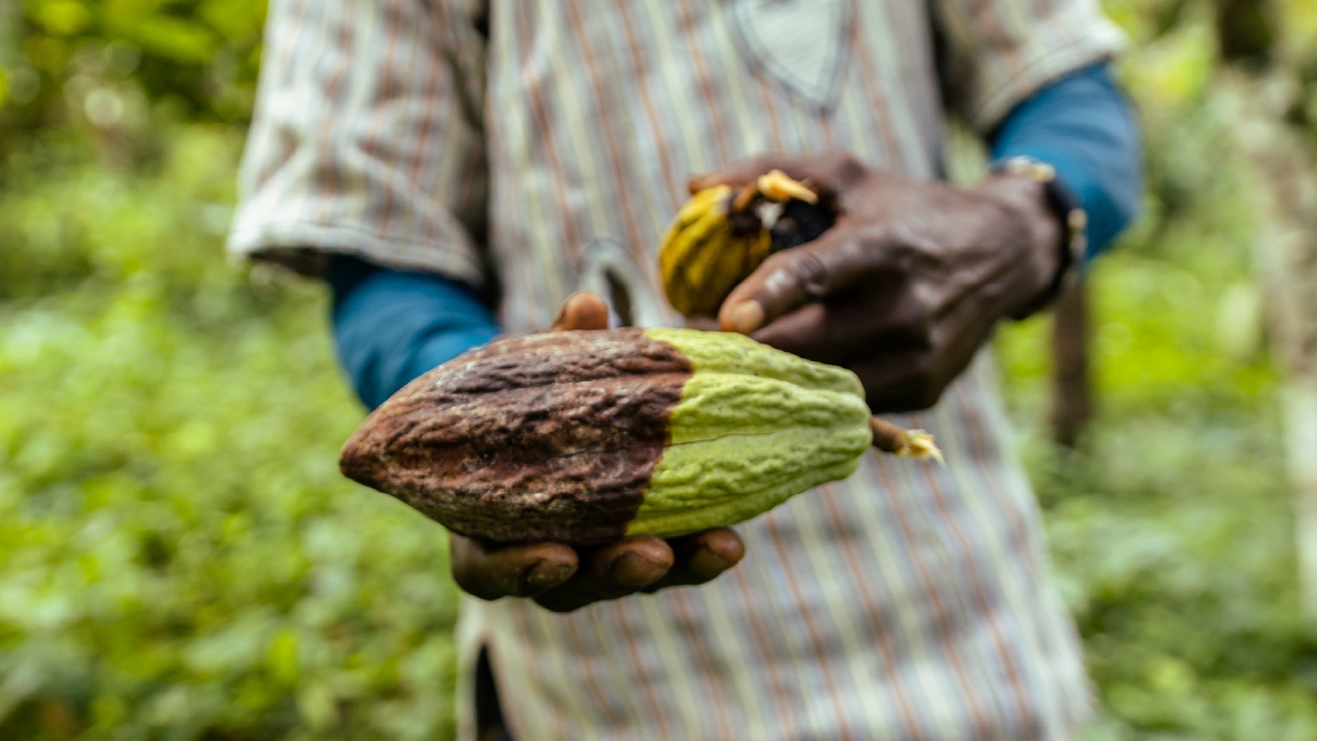 Fairtrade-Kakaoproduzent mit frischen Kakaoschoten – nachhaltiger Anbau für faire Lebensbedingungen.