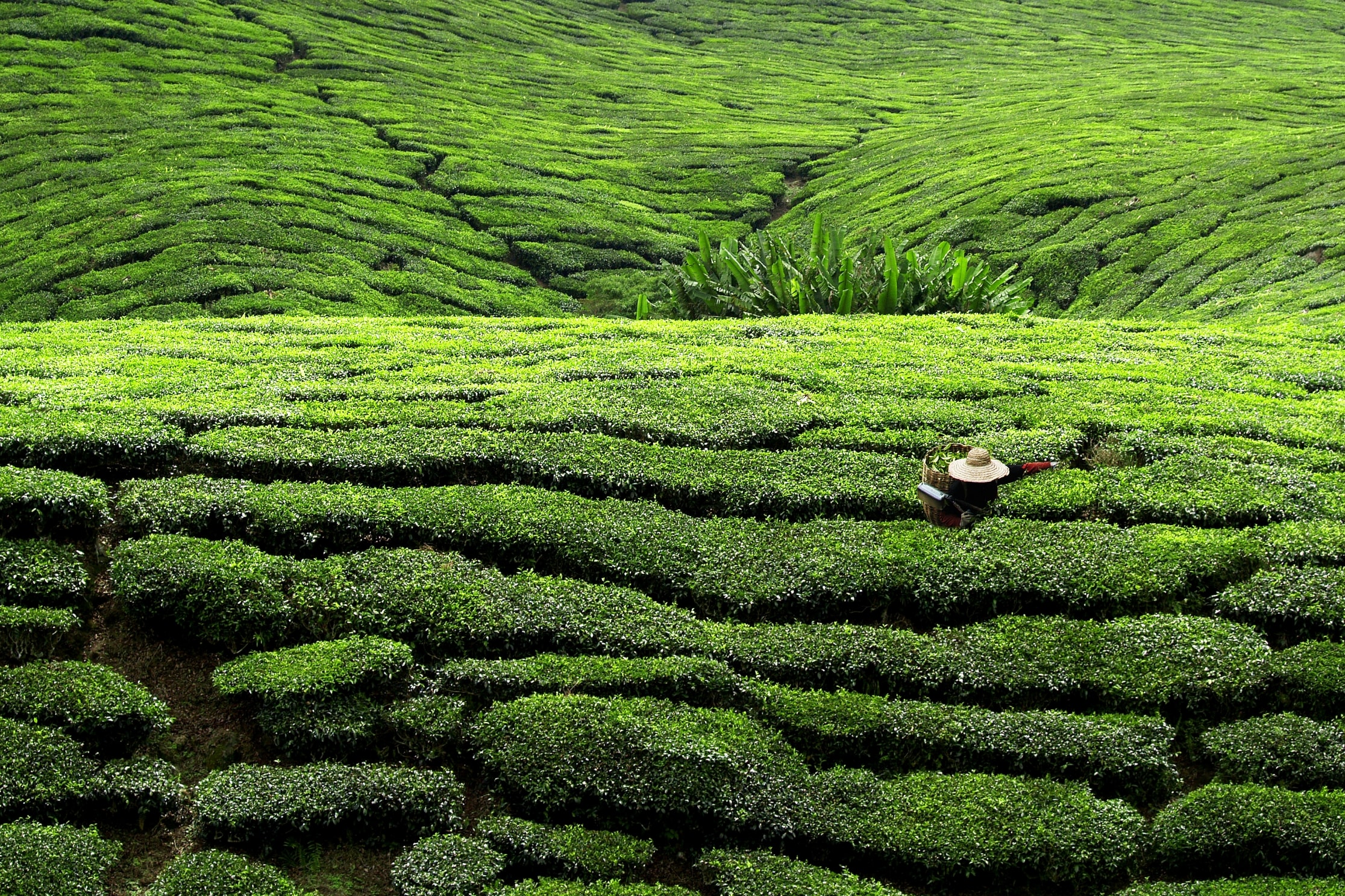 Tea Farmer