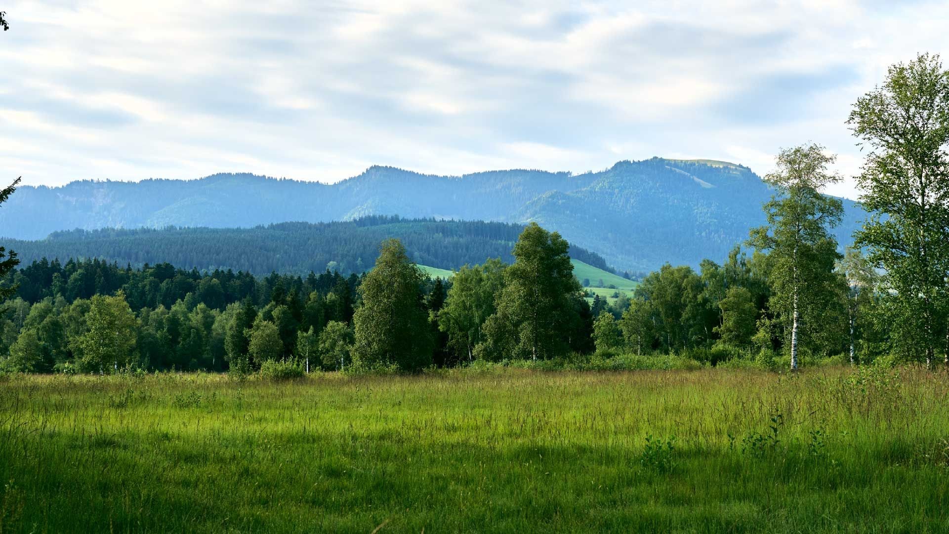 Moor Landschaft