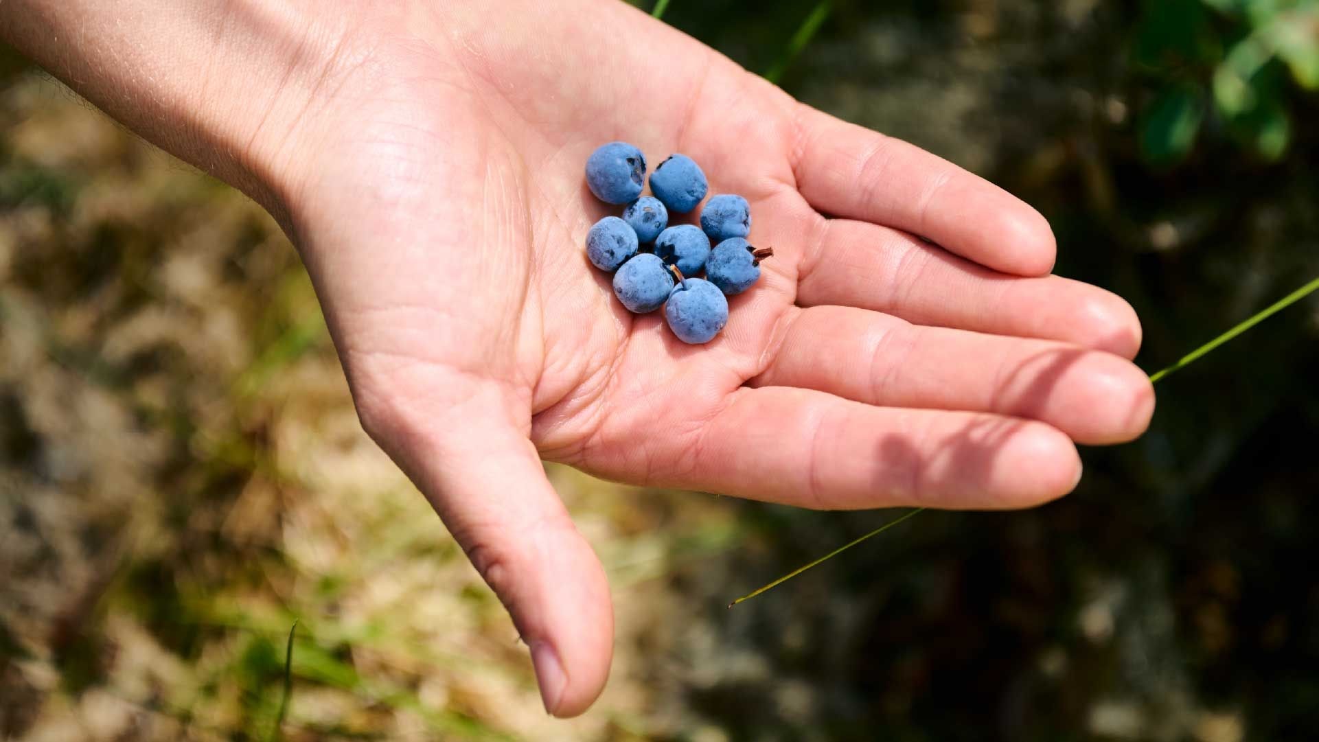 Beeren