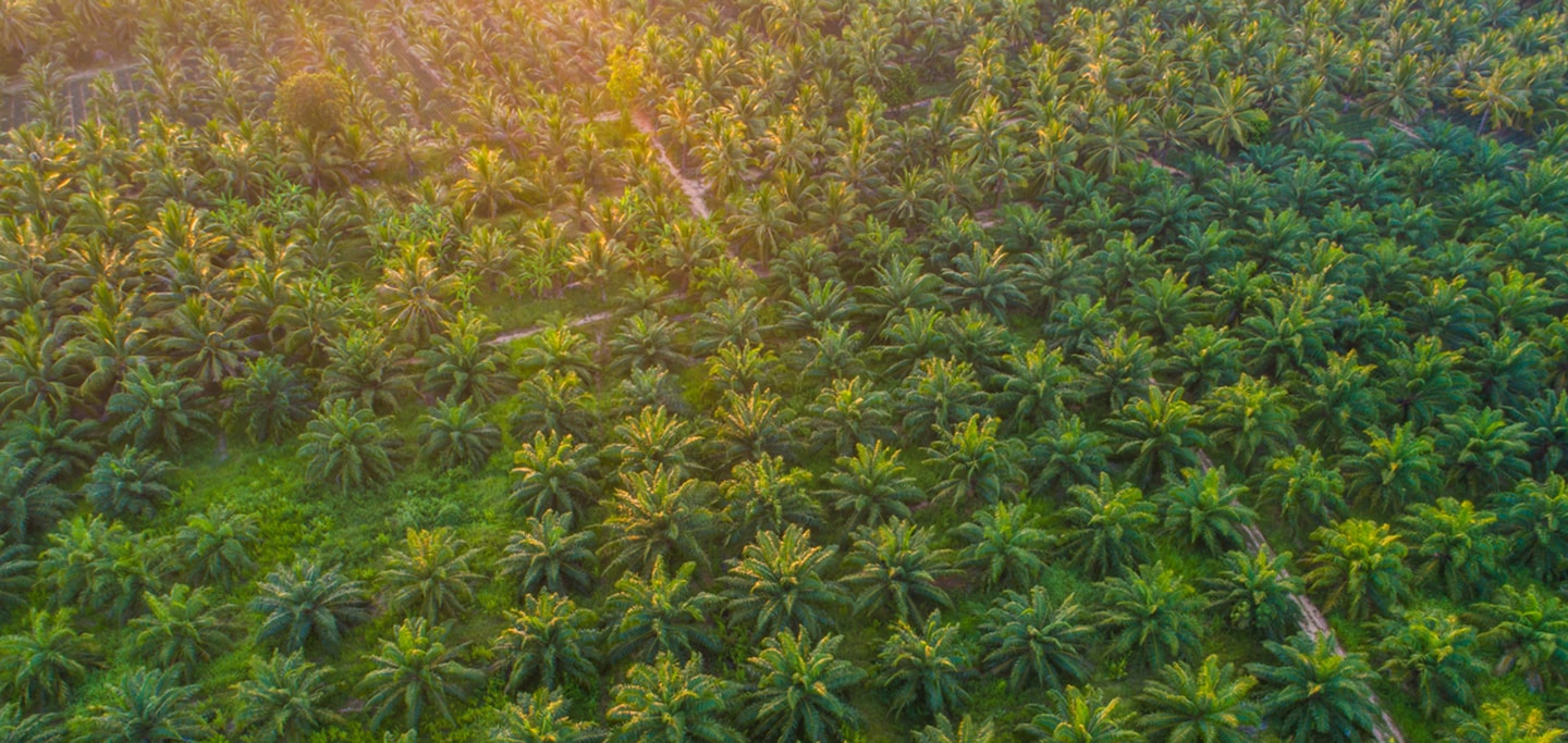Eine Palmöl-Plantage aus der Vogelperspektive.