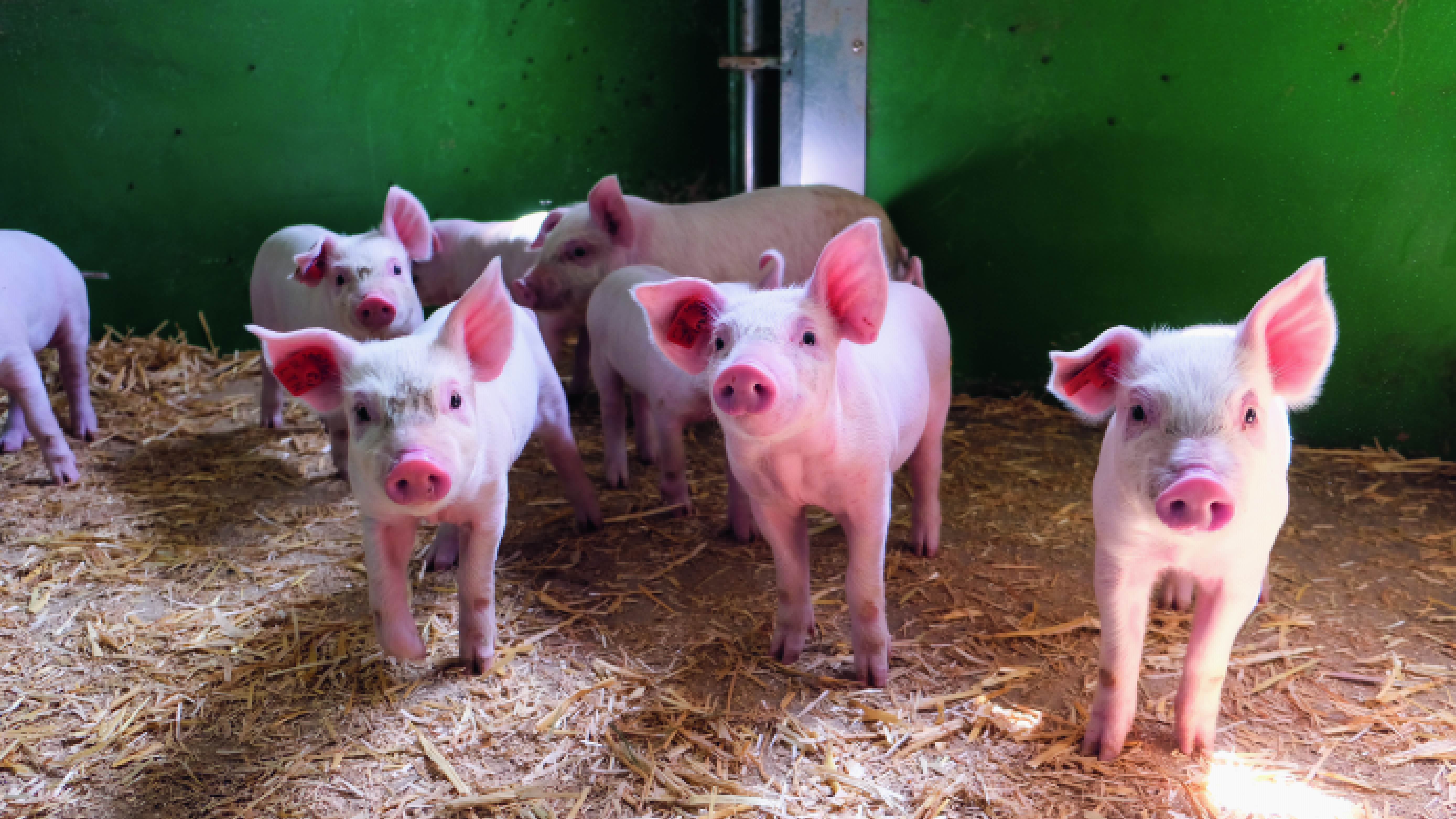 Eine Gruppe an kleinen Schweinchen stehen im Schweinestall.