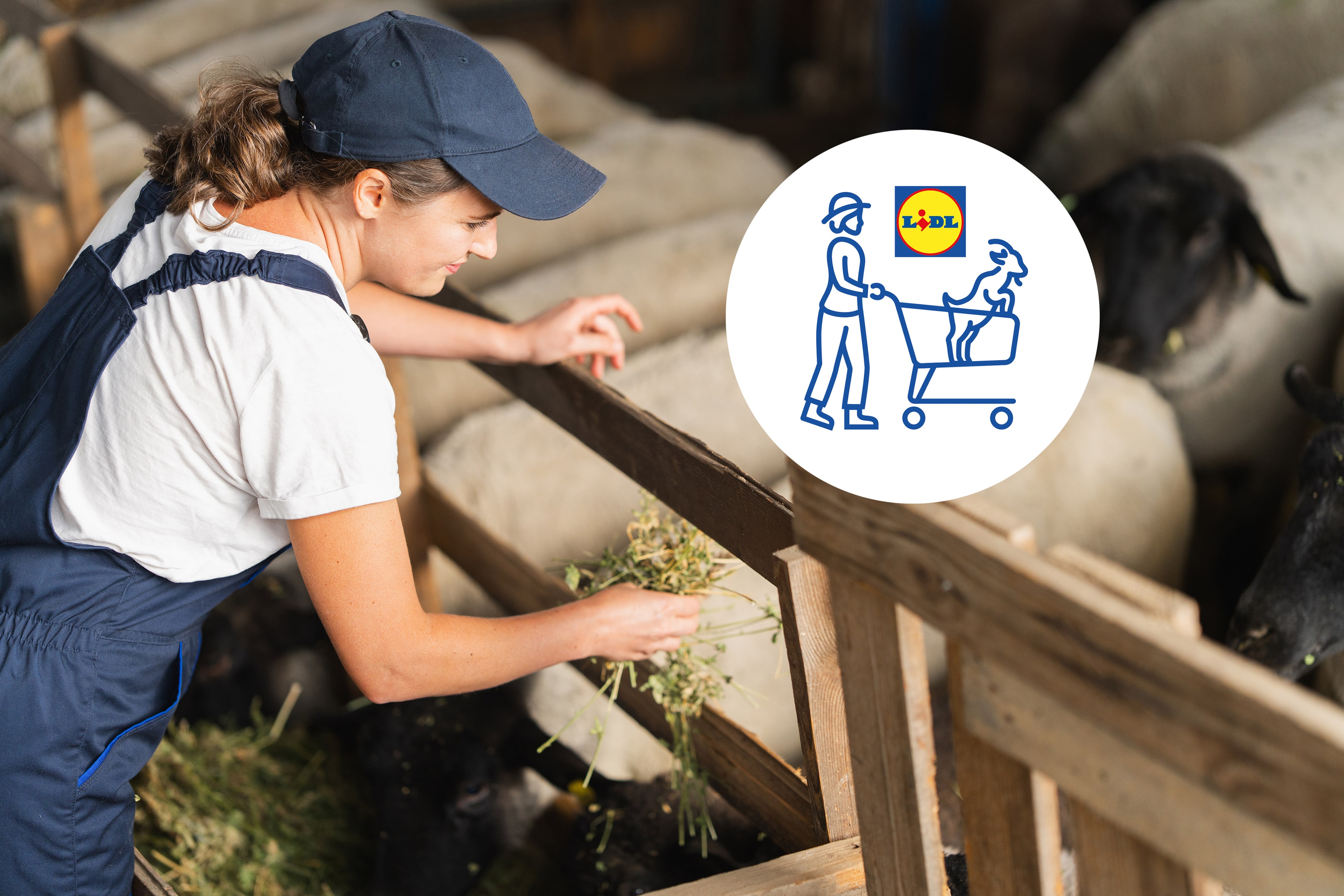 Bäuerin füttert Schafe.