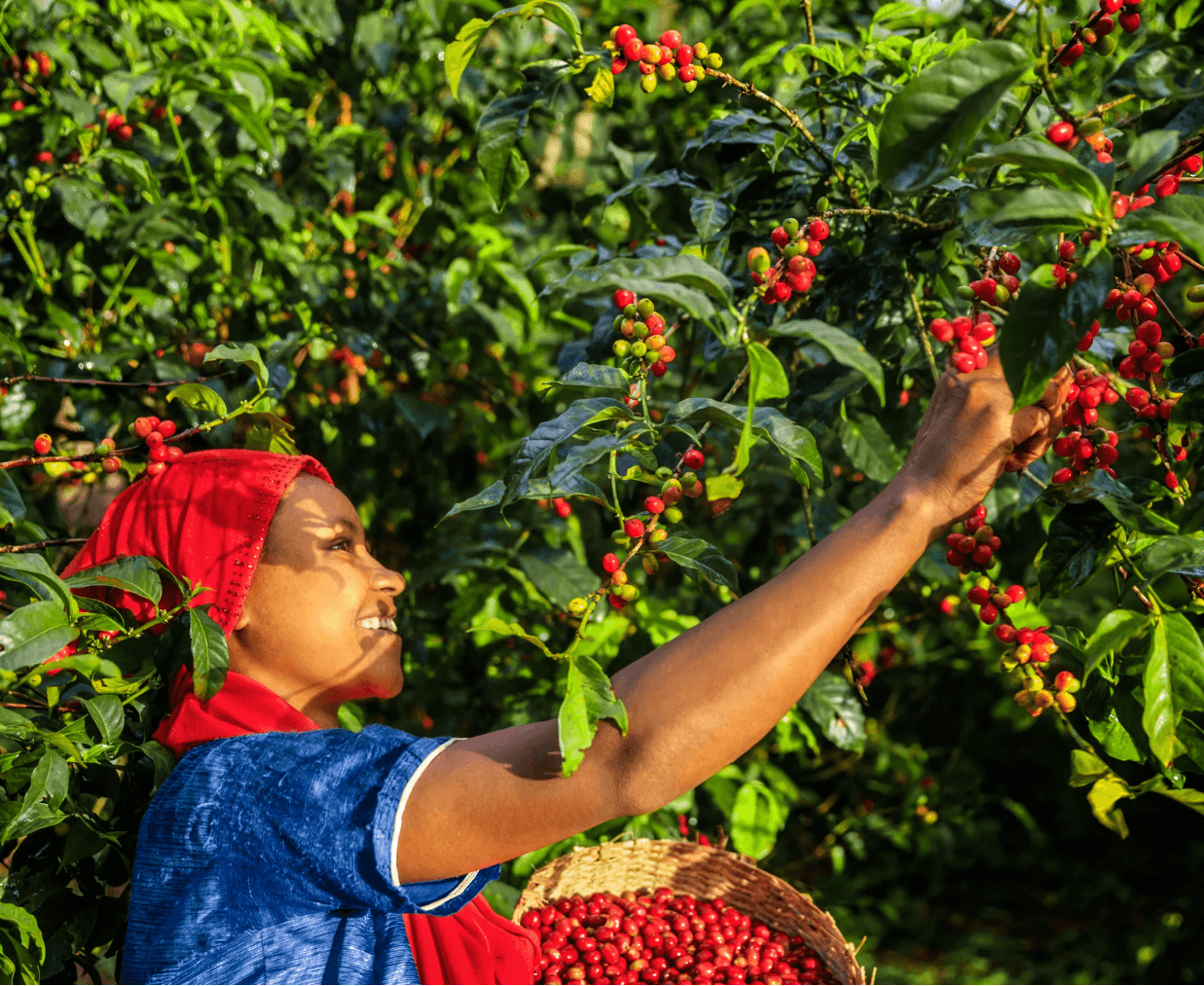Récolte traditionnelle du café à la main Une femme souriante avec un foulard rouge récolte des cerises de café mûres sur un caféier.