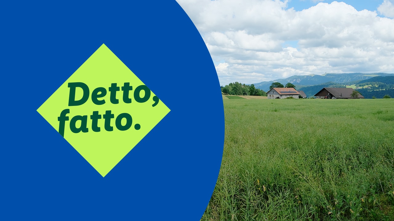 Campo di colza con fattoria sullo sfondo. Miniatura italiana su YouTube, detto fatto.