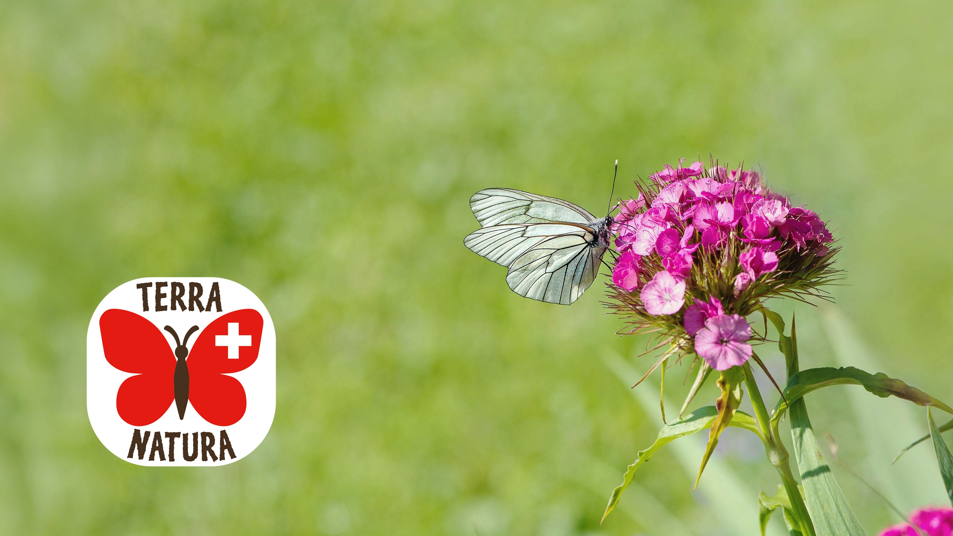 Nahaufnahme eines Schmetterlings auf einer Blume vor einer grünen Wiese im Hintergrund, überlagert vom Terra Natura Logo mit einem roten, illustrativen Schmetterling.