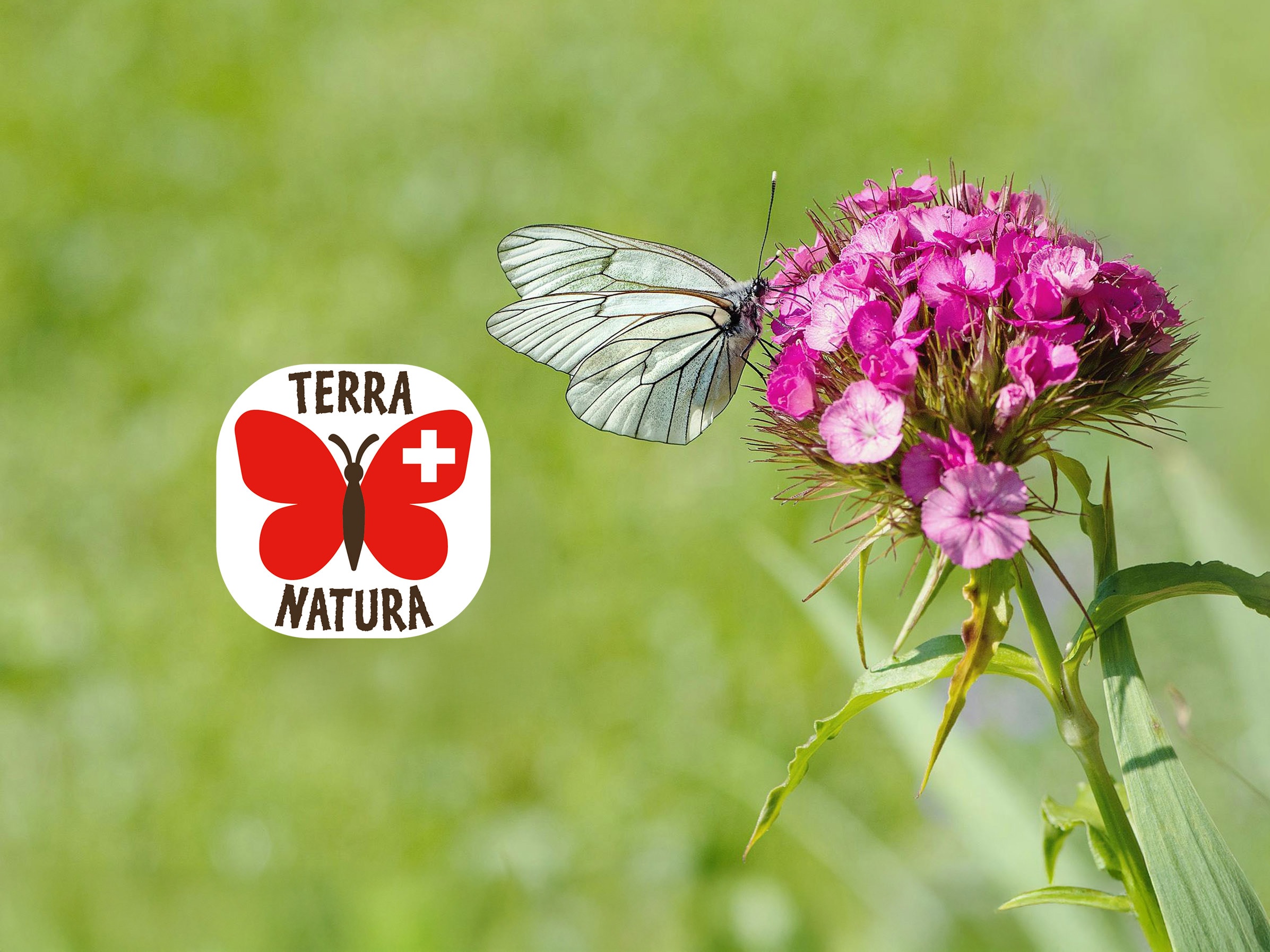 Nahaufnahme eines Schmetterlings auf einer Blume vor einer grünen Wiese im Hintergrund, überlagert vom Terra Natura Logo mit einem roten, illustrativen Schmetterling.