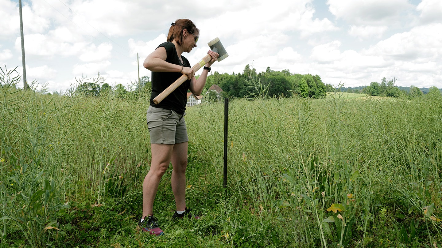 Agroimpact, Amélie Fietier nimmt Bodenprobe auf Rapsfeld.