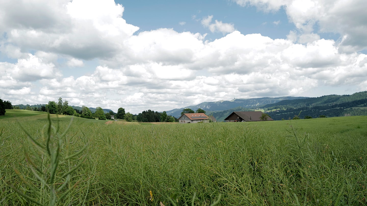 Agroimpact, paysage herbeux.