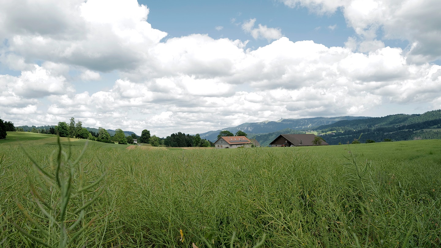 Agroimpact, paesaggio erboso.