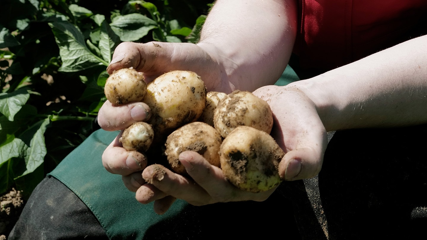 Bio Naturalis, mani tengono patate.