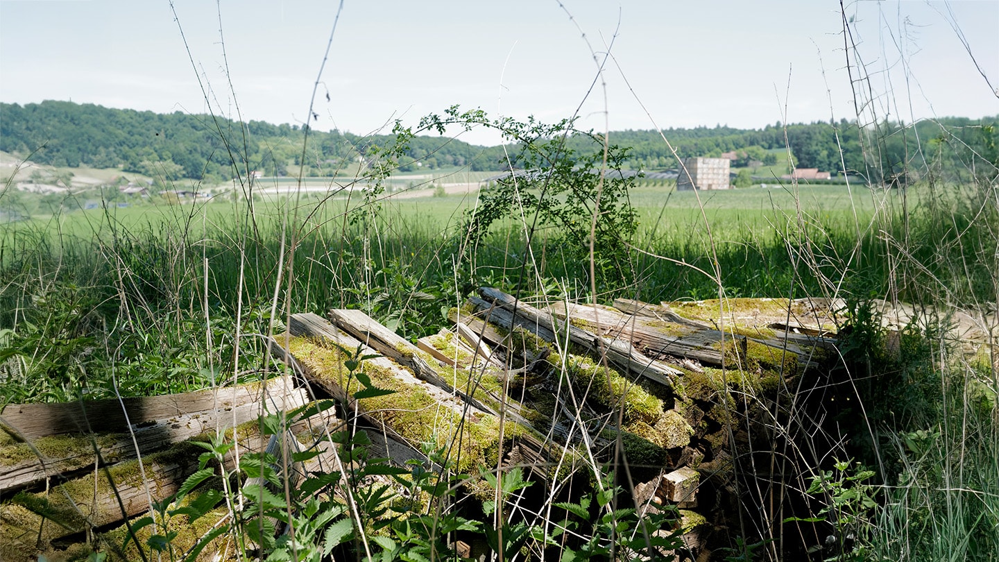 Bio Naturalis, legno morto sul prato.
