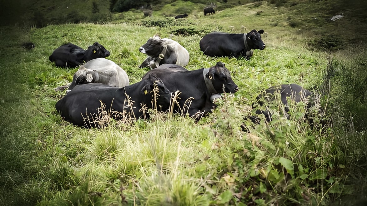 Vaches se reposant paisiblement dans une prairie verte.