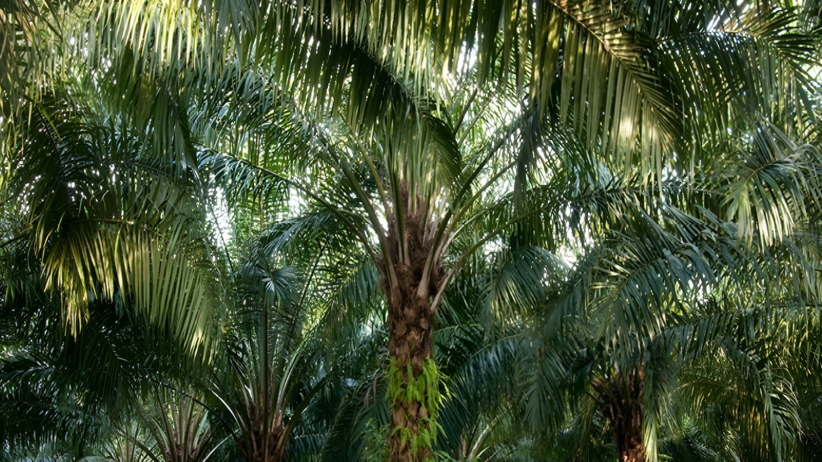 Palme im tropischen Dschungel - Schutz natürlicher Lebensräume.