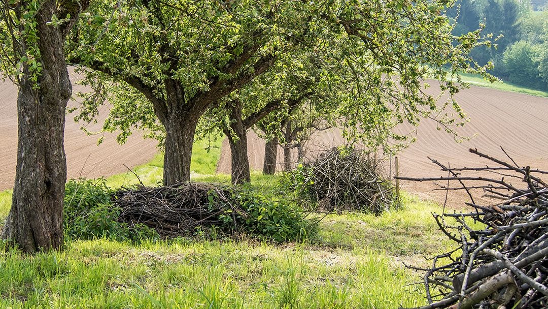 Auf einer saftigen grünen wiese liegen verschieden grosse Stöcke unter grossen grünblättrigen bäumen auf einem Haufen