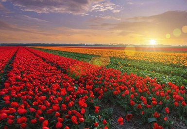 Blumen