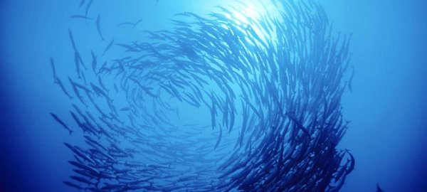 Fische