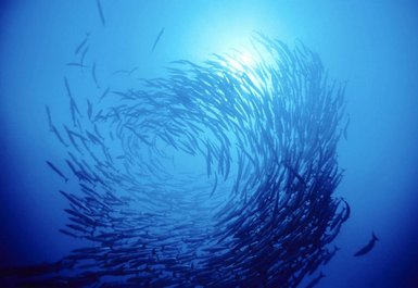 Fische