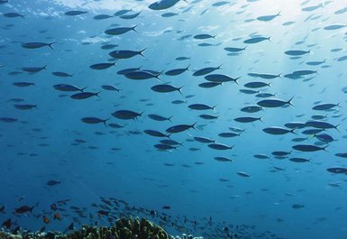 Fische