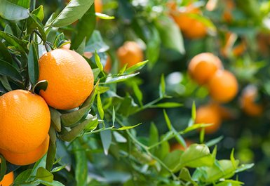 Orangen