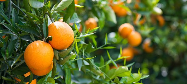Orangen