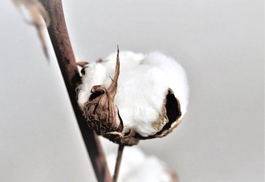 Baumwollblüte
