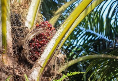 Bild einer Palme