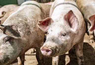 Schweine