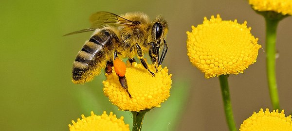 [Translate to französisch:] Bienen