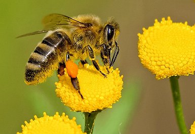 Bienen