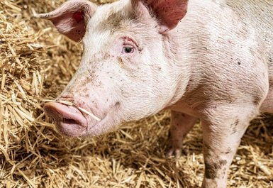 Schwein